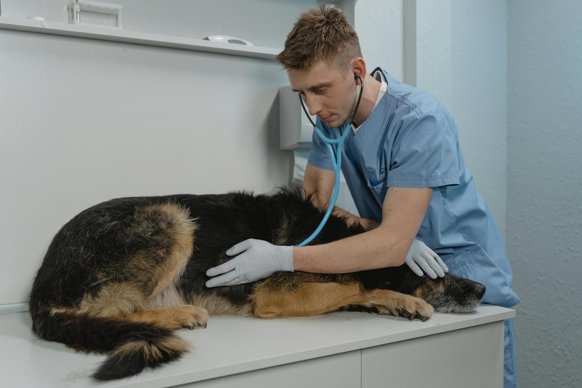 Best Vets in Ithaca